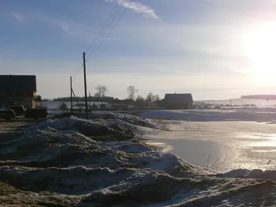 Продается щенок Западно-Сибирской лайки в Республике Татарстан -  Покупка/продажа собак - Собаки и охотничье собаководство