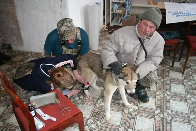 I закрытые Удмуртские Региональные состязания по вольному лосю. -  Состязания и испытания - Собаки и охотничье собаководство