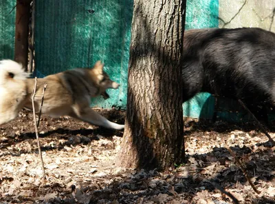 Притравка лаек на кабана. pritravka huskies on boar. - YouTube