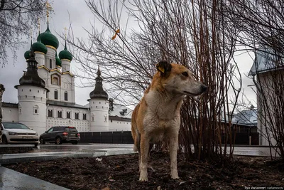 Фотография Улицы Ростова, Ростов, Ярославская область | Фотобанк  ГеоФото/GeoPhoto | GetImages Group