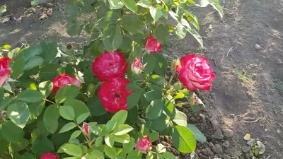 Купите Jubilee de St. Petersburg (Жюбиле Де Санкт-Петербург) 🌹 из  питомника Долина роз с доставкой!