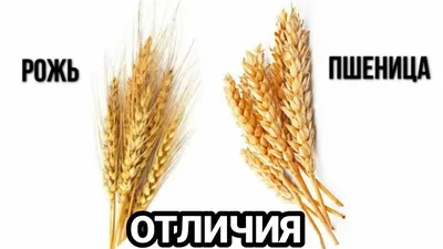 Знаете ли вы, что рожь — растение, лечащее болезни сердца?