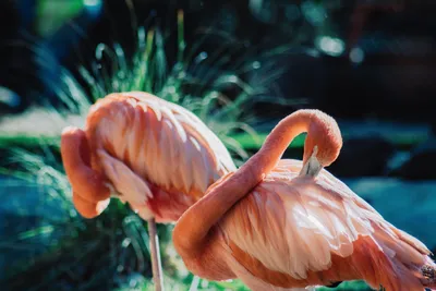 Красивые розовые птицы фламинго на парке Loro Parque Loro, Тенерифе,  Канарских островах, Испании Стоковое Фото - изображение насчитывающей  головка, ангстрома: 144580322