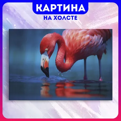 Розовый фламинго — Phoenicopterus roseus / Статьи / Птицы Европы