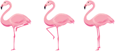 Flamingo — Phoenicopterus | malamant