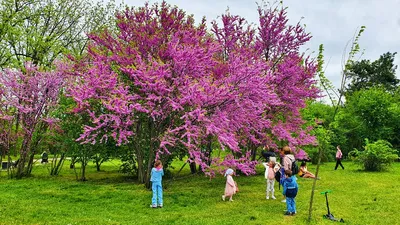 Открытие Японского сада и впечатления от парка Галицкого в Краснодаре | По  миру с любовью | Дзен