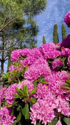 Парк Галицкого Краснодар | Роща Лагерстрёмии в @park_galitskogo 🌸 Розовое  волшебство! Попробуйте лечь на газон и посмотреть в небо сквозь розовые  облака 🥰🩷 | Дзен