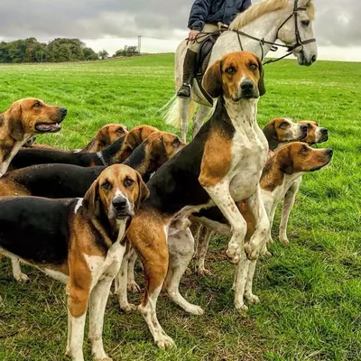 Немецкая гончая (German Hound) (Породы собак) охотничьи собаки, гончие  собаки, охотничьи породы собак, гончая фото, охотничьи породы, охотничьи  собаки фото, немецкая гончая фото, немецкая гончая с Энциклопедия о  животных EGIDA.BY