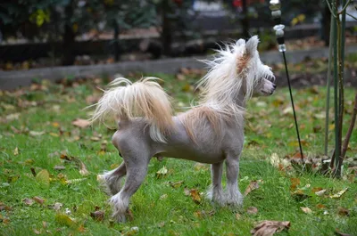 19 необычных собак с уникальным окрасом | Unusual dog breeds, Chinese dog,  Chinese crested