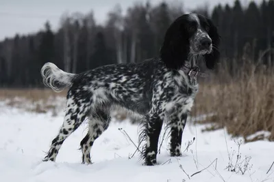 Русский охотничий спаниель (Russian Spaniel) - это добродушная, преданная и  надежная порода собак. Описание, фото и отзывы.