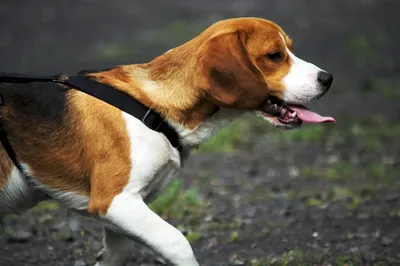 Белая русская собака Wolfhound, Borzoi, охотничья собака Стоковое  Изображение - изображение насчитывающей портрет, длиной: 60511007