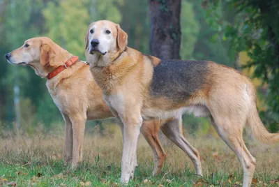 Найдена русская охотничья собака в Ерзовке, Волгоградская обл. | Pet911.ru