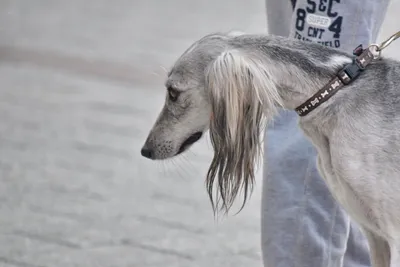 Белая русская охотничья собака, Sighthound, Russkaya Стоковое Изображение -  изображение насчитывающей бело, портрет: 60801579