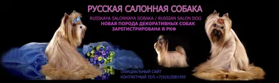 Щенок Русская салонная собака 5 месяцев, 10 дней купить Санкт-Петербург |  Pet-Yes