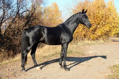 Русская верховая лошадь на зеленом фоне на фото