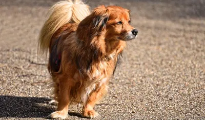 Русская псовая борзая (Borzoi) - это преданная и величественная порода собак.  Описание, фото и отзывы.