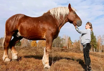 Величественный Русский тяжеловоз на фотографии