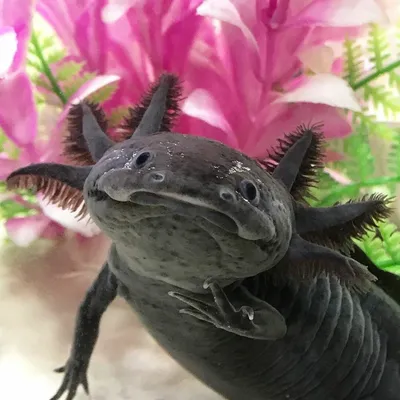 Аксолотль - дракончик в аквариуме, с лапками. Купить в Киеве