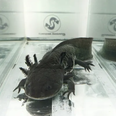 Аксолотль [Амбистома] - Ambystoma sp. (M, тёмный)