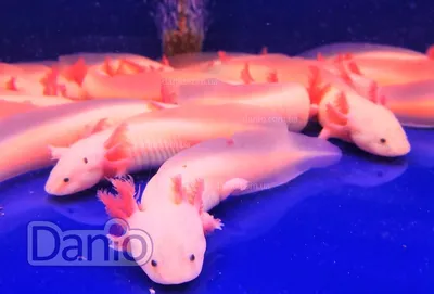 Аксолотль-мексан, гуляющая рыба-саламандра. розовый альбино-аксолотл в  аквариальном местном зоомагазине или Стоковое Изображение - изображение  насчитывающей мексиканско, ангстрома: 274969587