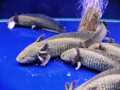 Аксолотль (Axolotl) золотой дракон