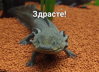 Аксолотль альбинос (Axolotl - Ambystoma mexicanum) 8-9 см купить за 791  руб. — ZOOMIX