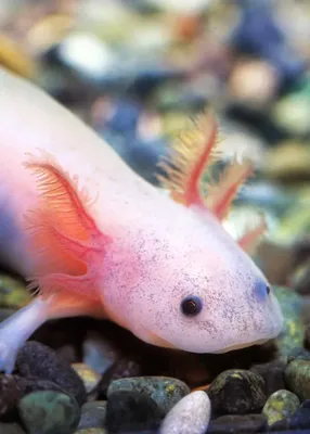 Купить аксолотля альбиноса Axolotl albino - Danio.com.ua
