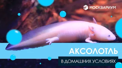 Аксолотль Золотой Дракон, XL - купить, цена | Компания Аксолотль