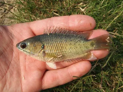 рыба анабас, возводящая рыбу на грязи Hd Anabas Perch Стоковое Изображение  - изображение насчитывающей здорово, свежесть: 211702641