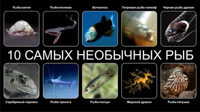 Анабас (Anabas testudineus) как содержать и разводить в аквариуме.