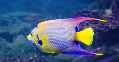 Синеголовый рыба-ангел. Blue Face Angelfish. фотография Stock | Adobe Stock