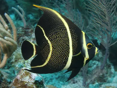 Аравийская рыба-ангел — Arabian Angelfish (лат. Pomacanthus Maculosis),  Красное море ⋆ Фотографии ⋆ Путешествия с Fresh Trip