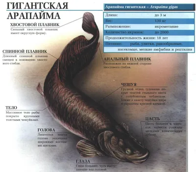 рыба под водой. арапаима рыба пираруку арапайма гигас одна из крупнейших  пресноводных рыб. рыба в аквариуме за стеклом. Стоковое Изображение -  изображение насчитывающей глубоко, океан: 270873383