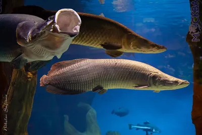 рыба под водой. арапаима рыба пираруку арапайма гигас одна из крупнейших  пресноводных рыб. рыба в аквариуме за стеклом. Стоковое Фото - изображение  насчитывающей заплыв, коралл: 272686892