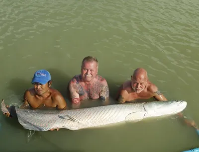 Гигантская арапайма (Arapaima gigas) - одна из крупнейших пресноводных рыб.  Где живёт, чем питается, сколько весит? Сайт про зверей - ZveroSite.ru