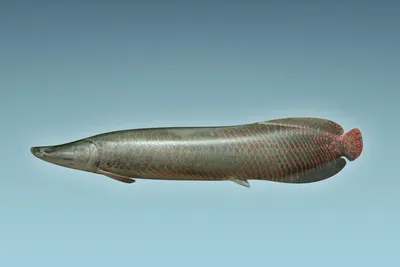 Арапайма: рыба, которая не умеет дышать под водой | 🌵 Мистер кактус 🌵 |  Дзен