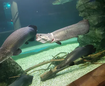 Arapaima gigas (Schinz, 1822)