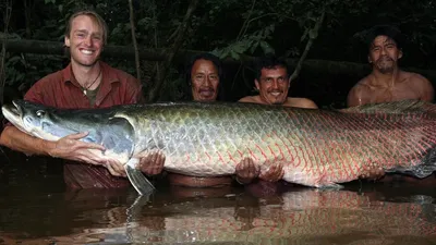 Арапайма гигантская или пираруку (лат. Arapaima gigas)