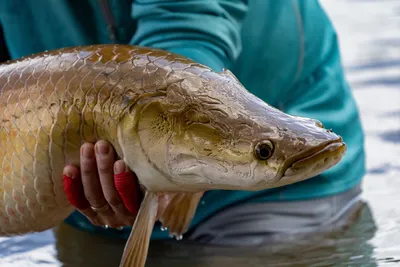 Арапайма гигантская или пираруку (лат. Arapaima gigas)