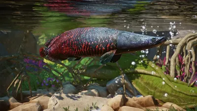 рыба под водой. арапаима рыба пираруку арапайма гигас одна из крупнейших  пресноводных рыб. Стоковое Изображение - изображение насчитывающей океан,  цвет: 235423373