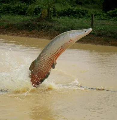 Рыба арапайма (пираруку) - монстр рек Амазонии (часть1)#рекемендаци #п... |  TikTok