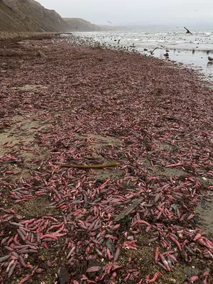 Продам/купить рыба свежемороженая из Аргентины, Санкт-Петербург —  Agro-Russia