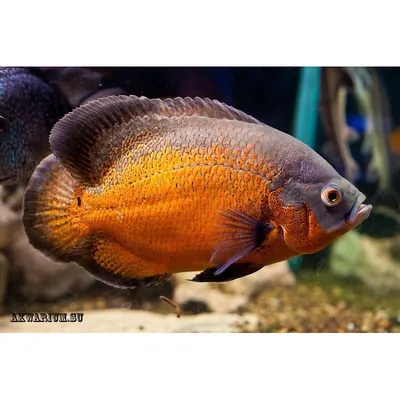 Астронотус тигровый (Astronotus ocellatus var.) 7-8 см