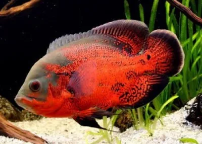 Астронотус тигровый (Astronotus ocellatus var ) - YouTube