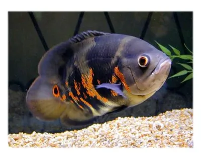 File:Astronotus ocellatus.jpg - Wikipedia