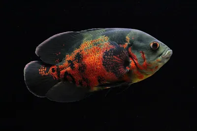 Астронотус / Astronotus ocellatus - «Скучная рыба), но красивая» | отзывы