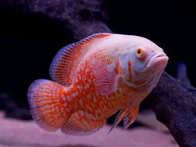 Астронотус или Цихлида Оскар (Astronotus ocellatus)