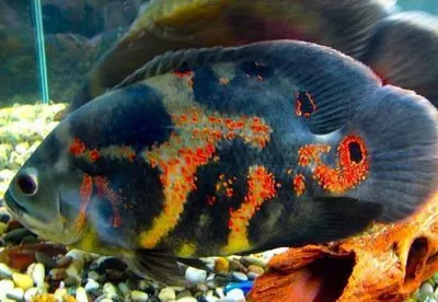 Цихлида Астронотус тигровый (Astronotus Ocellatus) купить недорого в Москве  | Амигофиш