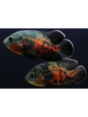 Астронотус (Astronotus ocellatus) | Aquarium-Style