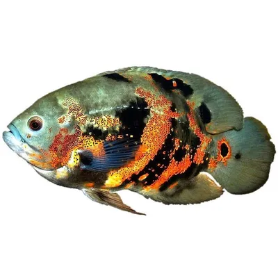 Астронотус красный Оскар Astronotus ocellatus / Цихлиды / Аквариумные рыбки  / КАТАЛОГ ТОВАРОВ / Аквадом - зоомагазин